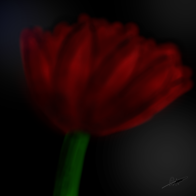 Rote Blume mit samtigen Blütenblättern vor dunklem Hintergrund.