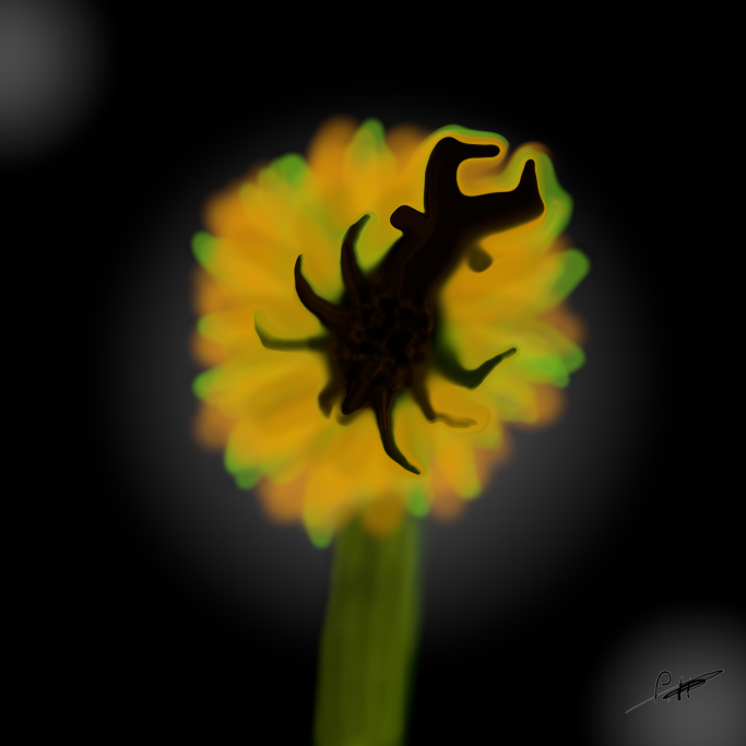 Schwarze Silhouette eines Insekts auf einer leuchtend gelben Blüte vor dunklem Hintergrund.