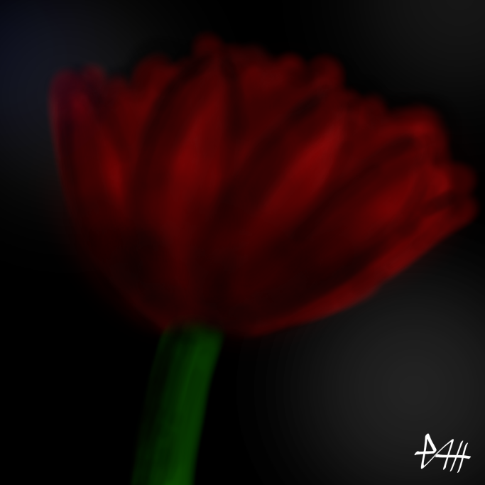 Rote Blume mit samtigen Blütenblättern vor dunklem Hintergrund.